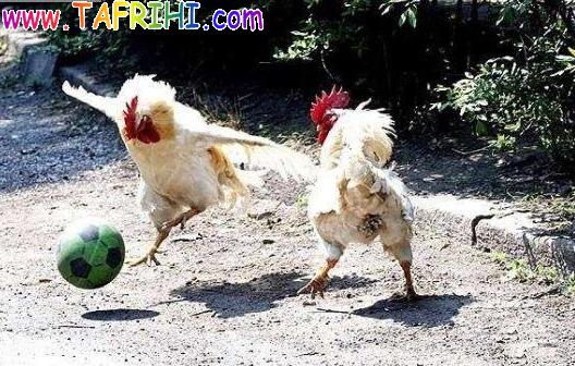 Chicken_football_www_Tafrihi_com.jpg